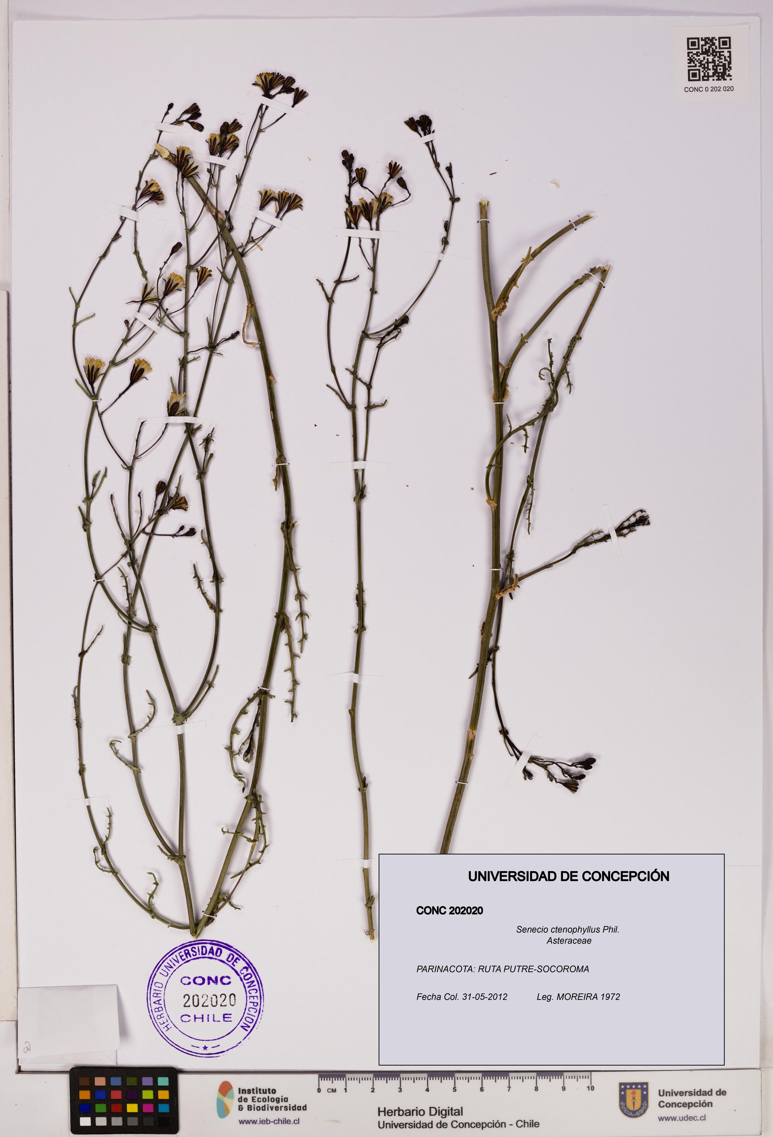 Senecio ctenophyllus [Espécimen: UDEC:CONC:0202020]