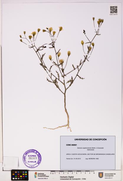 Senecio zapahuirensis [Espécimen: UDEC:CONC:0202021]