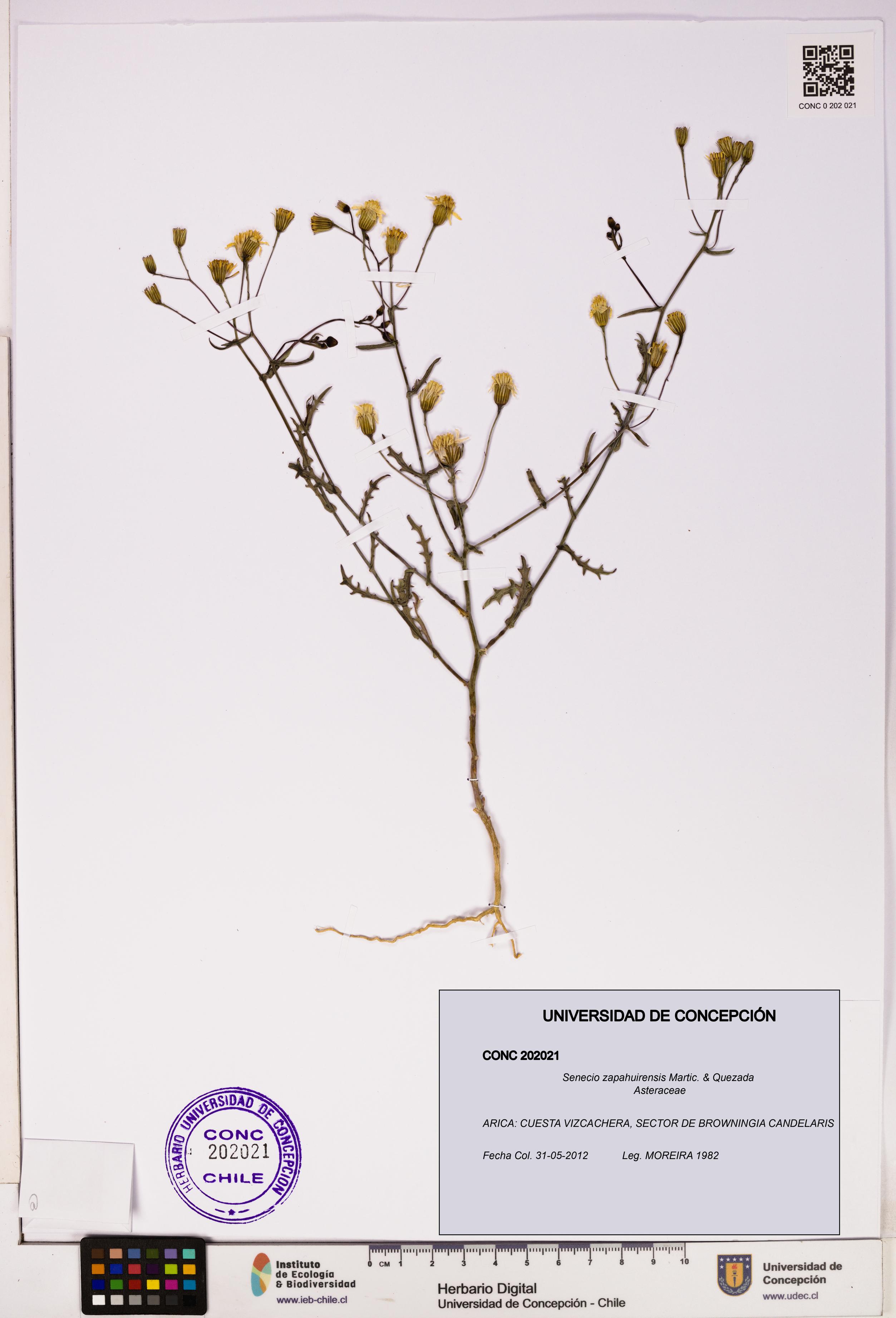 Senecio zapahuirensis [Espécimen: UDEC:CONC:0202021]