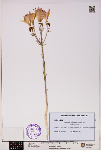 Alstroemeria leporina [Espécimen: UDEC:CONC:0202022]