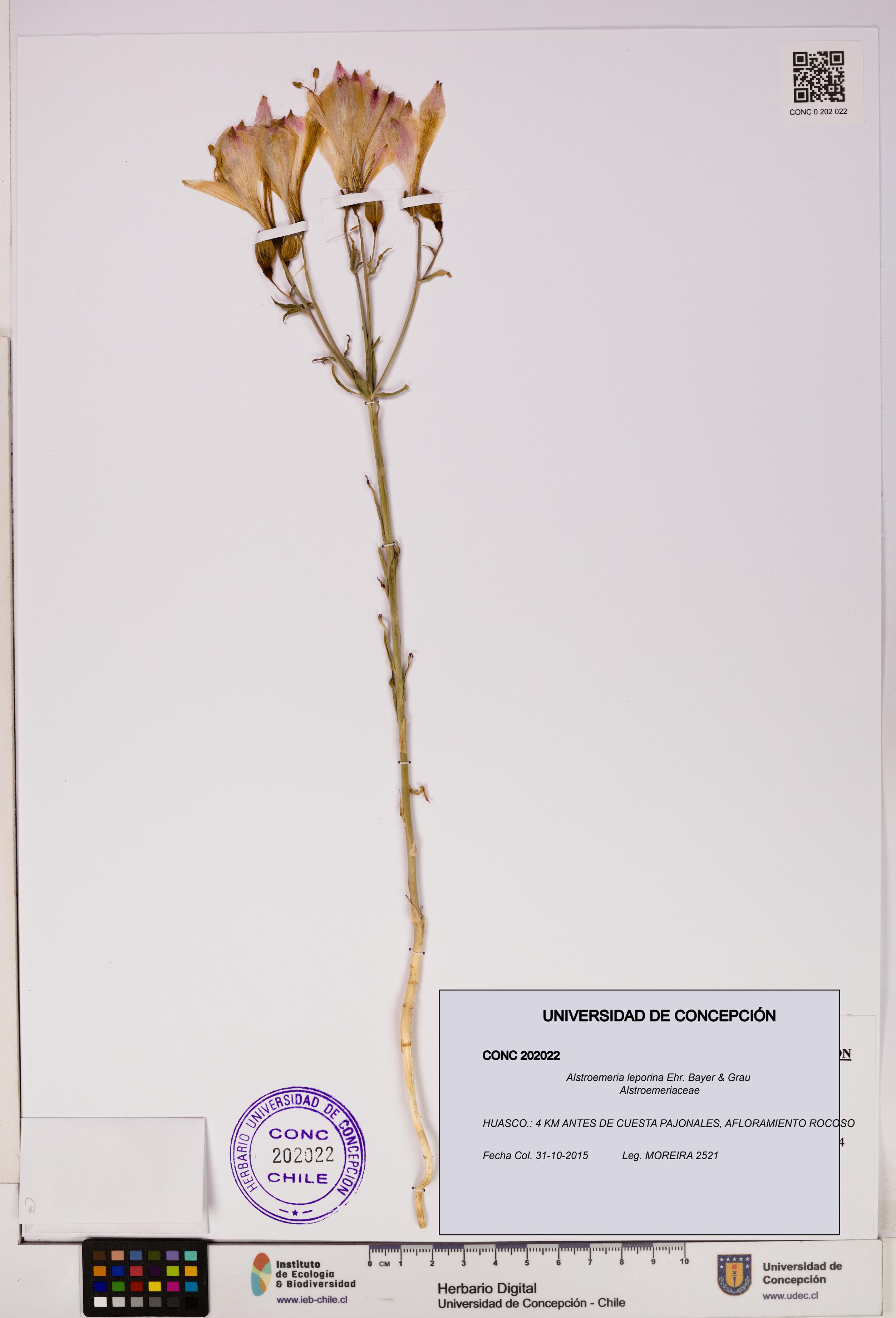 Alstroemeria leporina [Espécimen: UDEC:CONC:0202022]