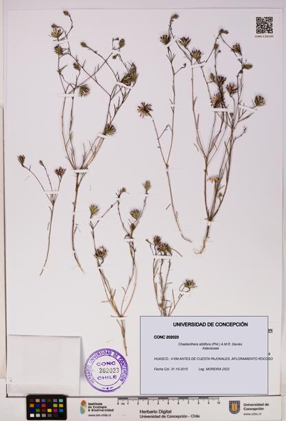 Chaetanthera albiflora [Espécimen: UDEC:CONC:0202023]