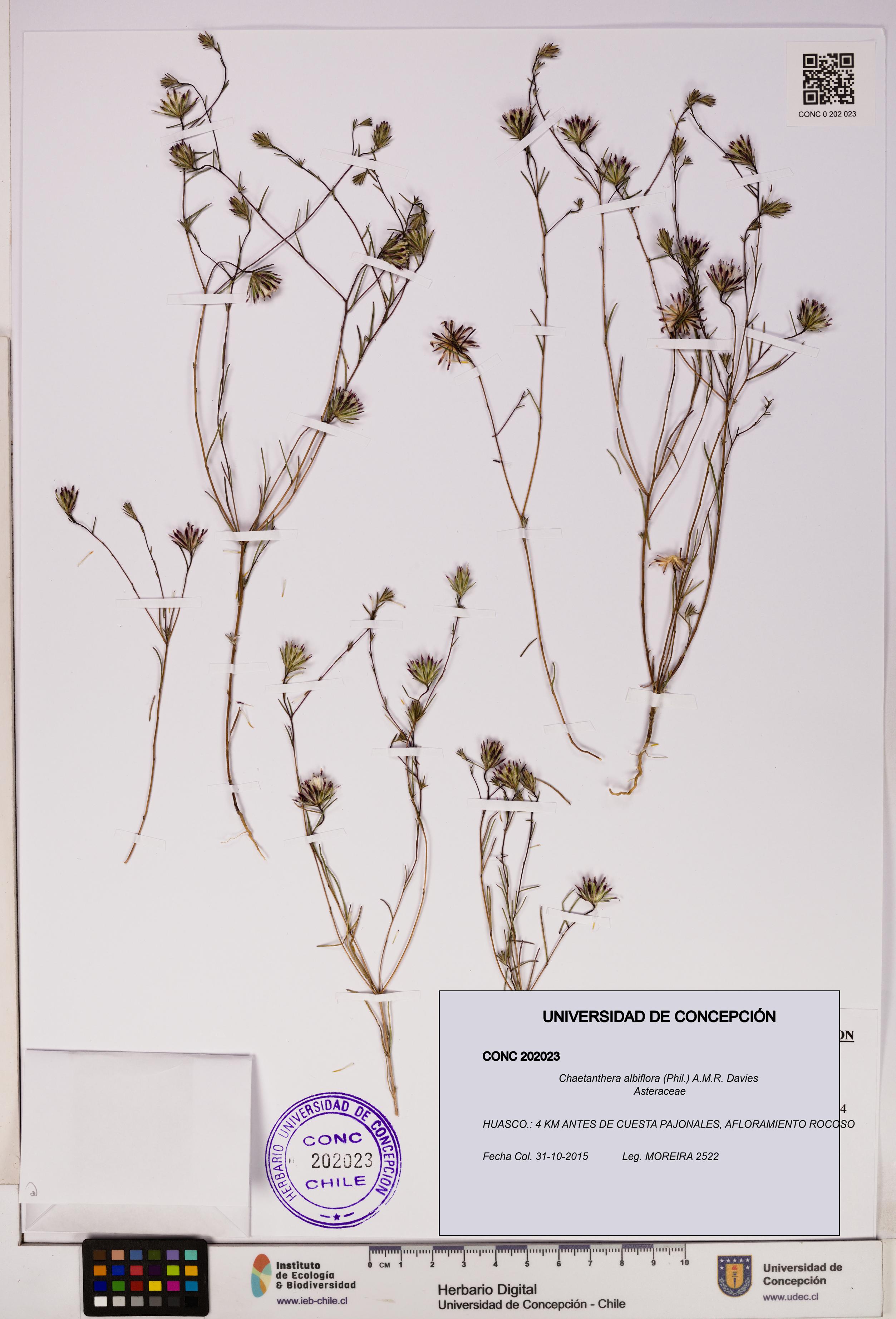 Chaetanthera albiflora [Espécimen: UDEC:CONC:0202023]