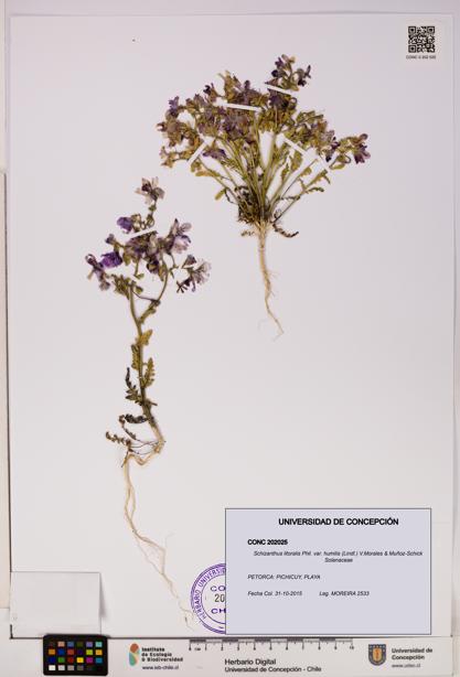 Schizanthus litoralis var. humilis [Espécimen: UDEC:CONC:0202025]