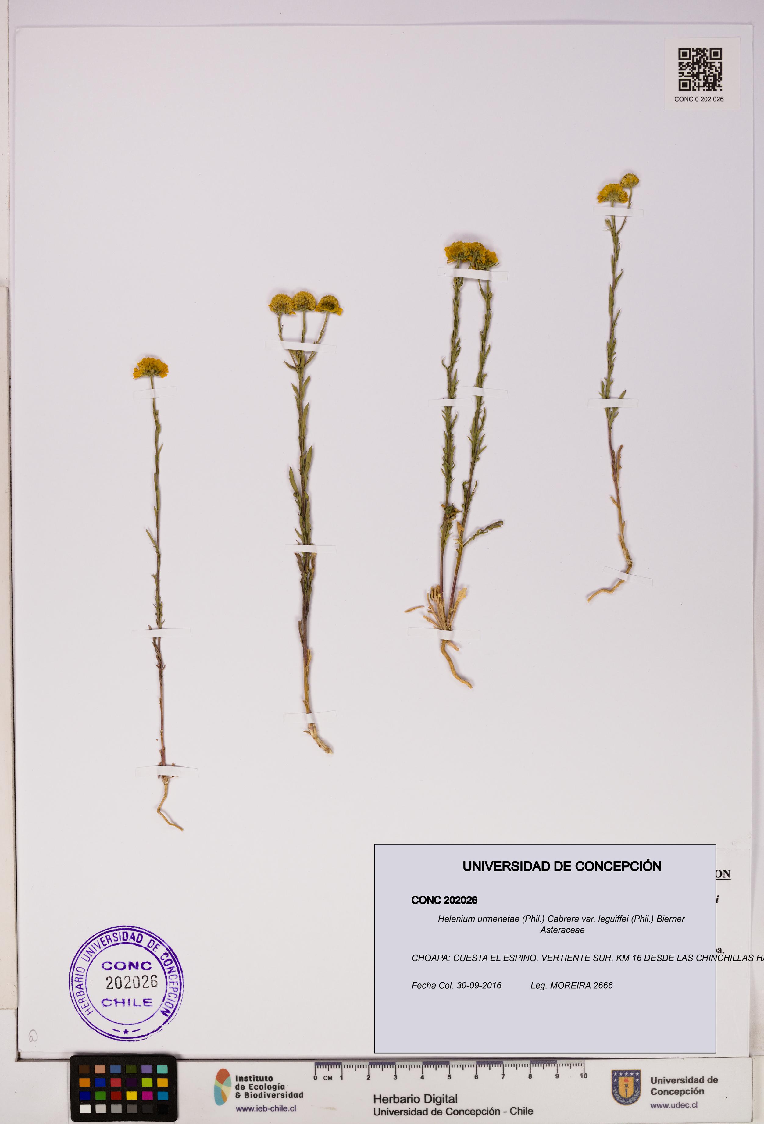 Helenium urmenetae var. leguiffei [Espécimen: UDEC:CONC:0202026]