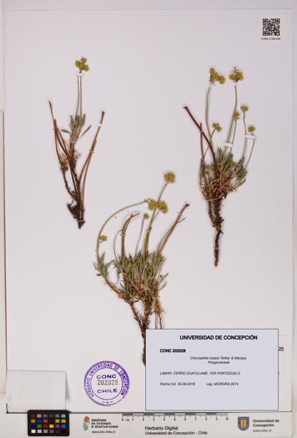 Chorizanthe rosasii [Espécimen: UDEC:CONC:0202028]