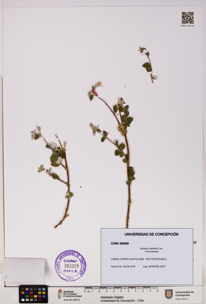 Viviania marifolia [Espécimen: UDEC:CONC:0202029]