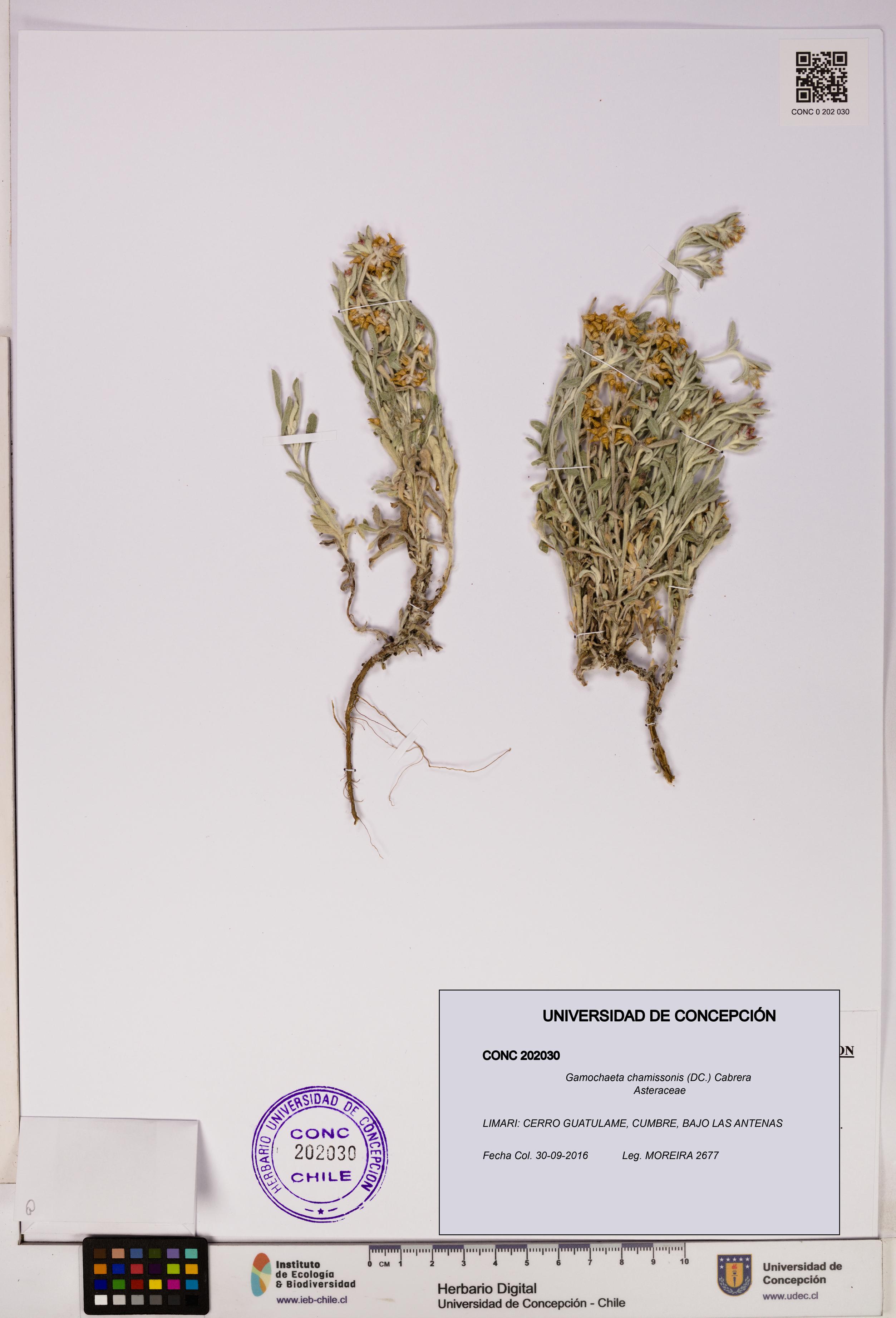 Gamochaeta chamissonis [Espécimen: UDEC:CONC:0202030]