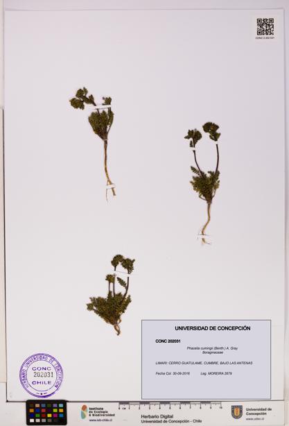 Phacelia cumingii [Espécimen: UDEC:CONC:0202031]