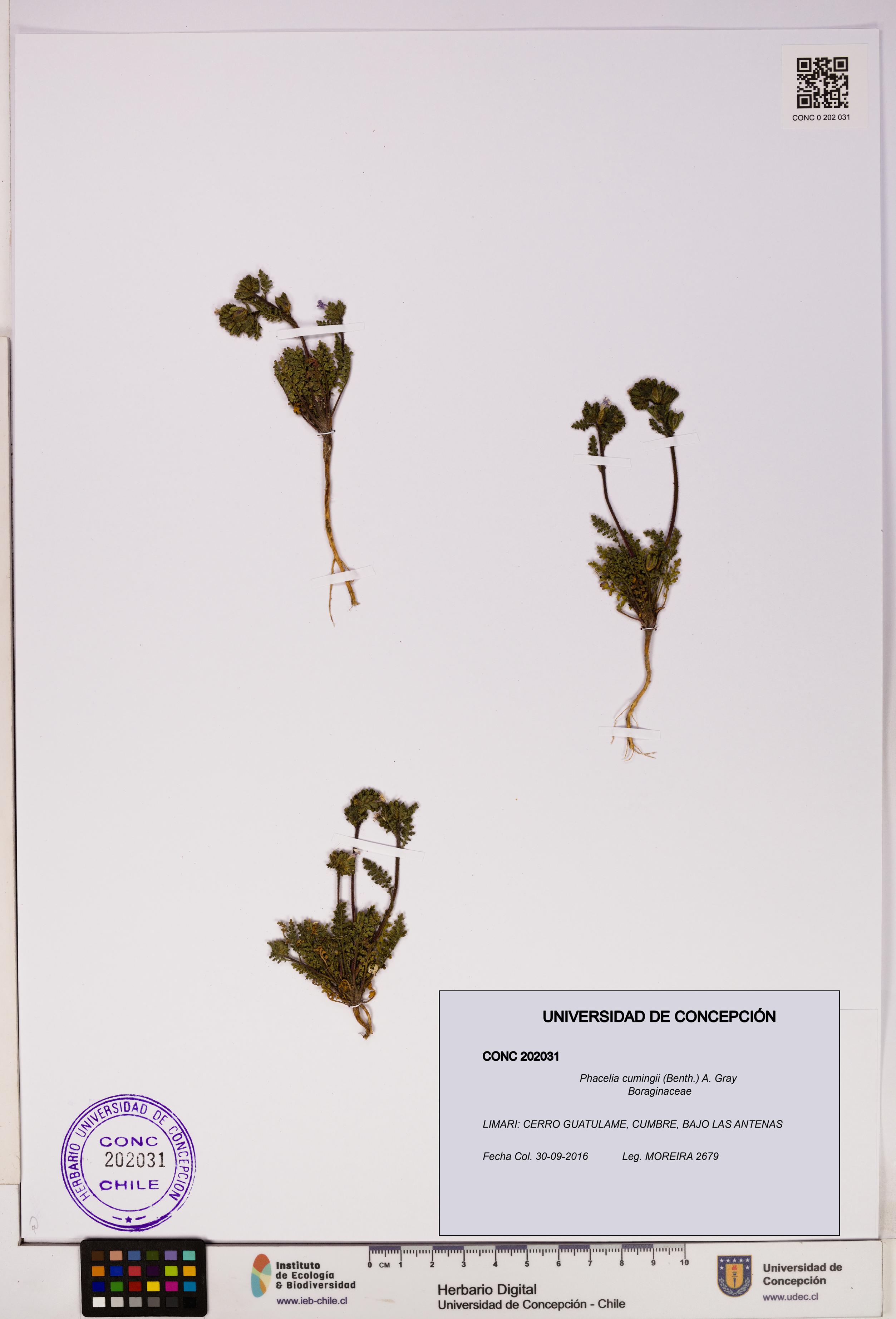 Phacelia cumingii [Espécimen: UDEC:CONC:0202031]