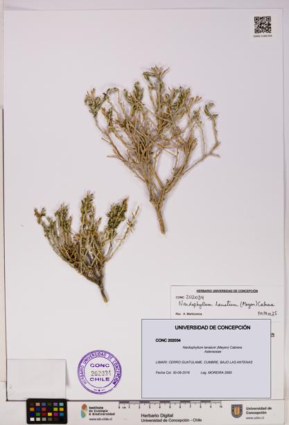 Nardophyllum lanatum [Espécimen: UDEC:CONC:0202034]