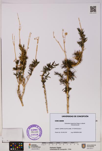 Calceolaria hypericina [Espécimen: UDEC:CONC:0202036]