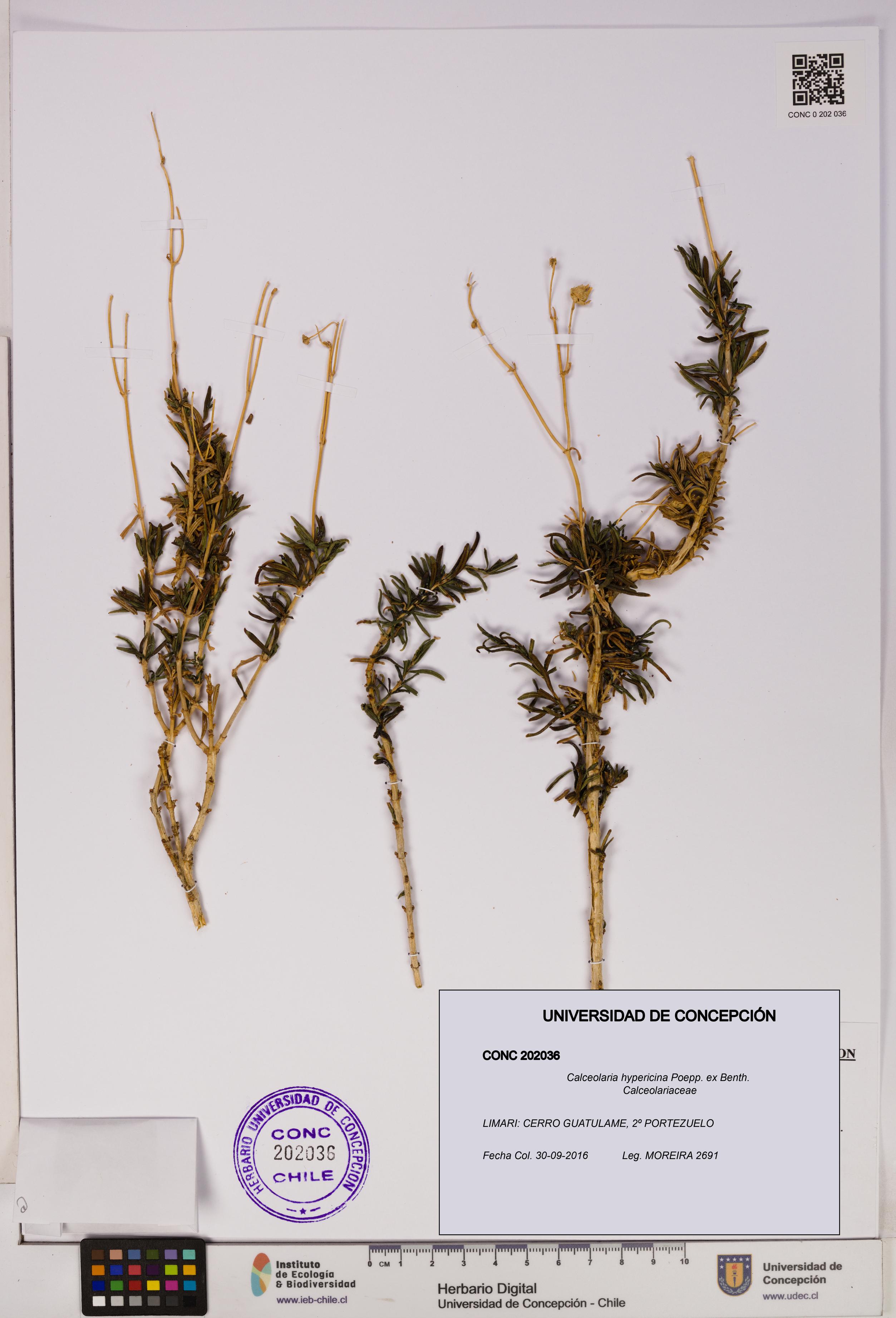 Calceolaria hypericina [Espécimen: UDEC:CONC:0202036]