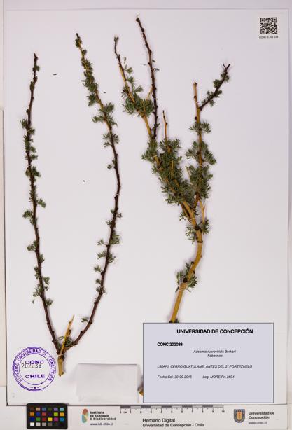 Adesmia rubroviridis [Espécimen: UDEC:CONC:0202038]