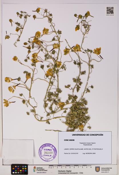 Tropaeolum looseri [Espécimen: UDEC:CONC:0202039]
