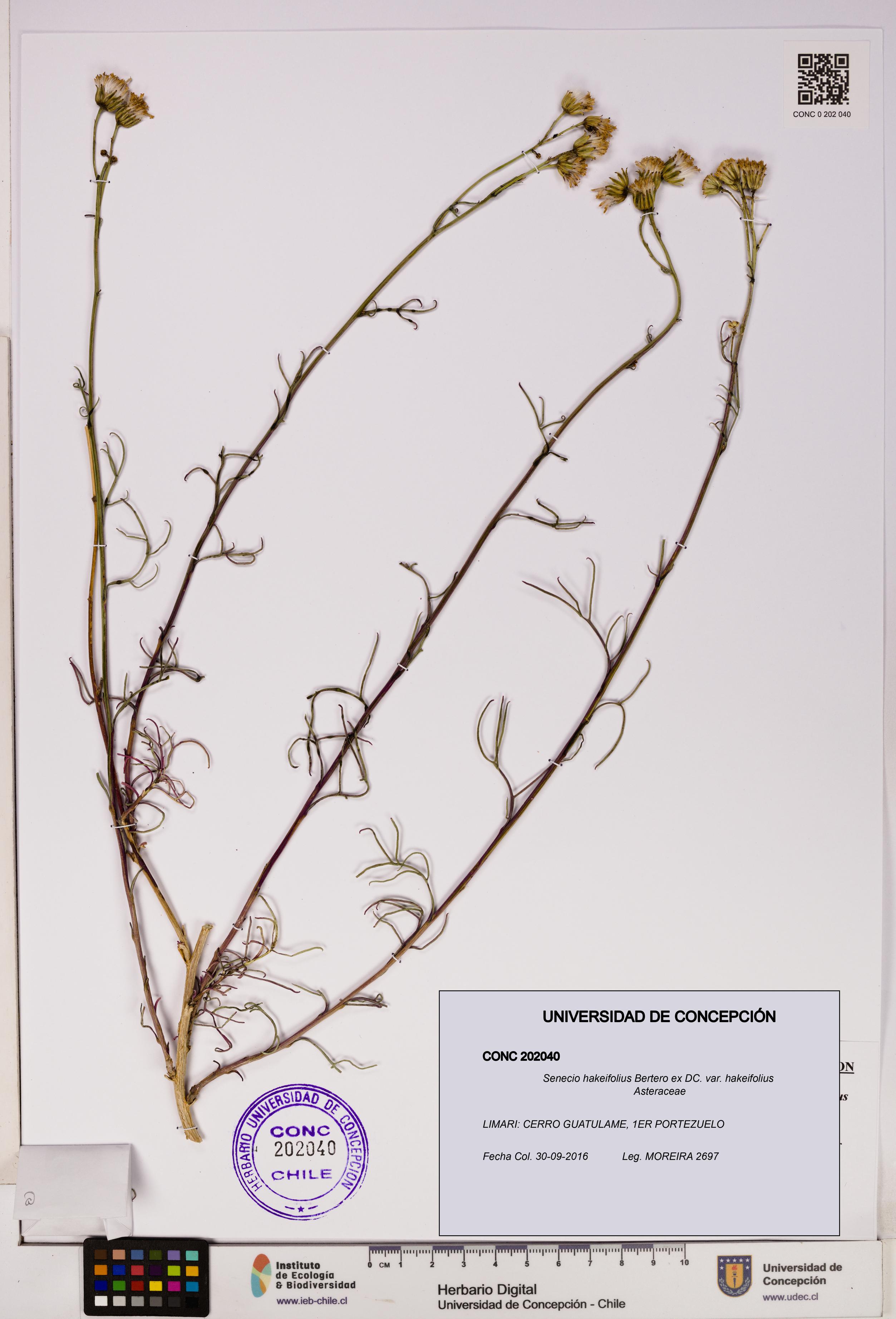 Senecio hakeifolius var. hakeifolius [Espécimen: UDEC:CONC:0202040]