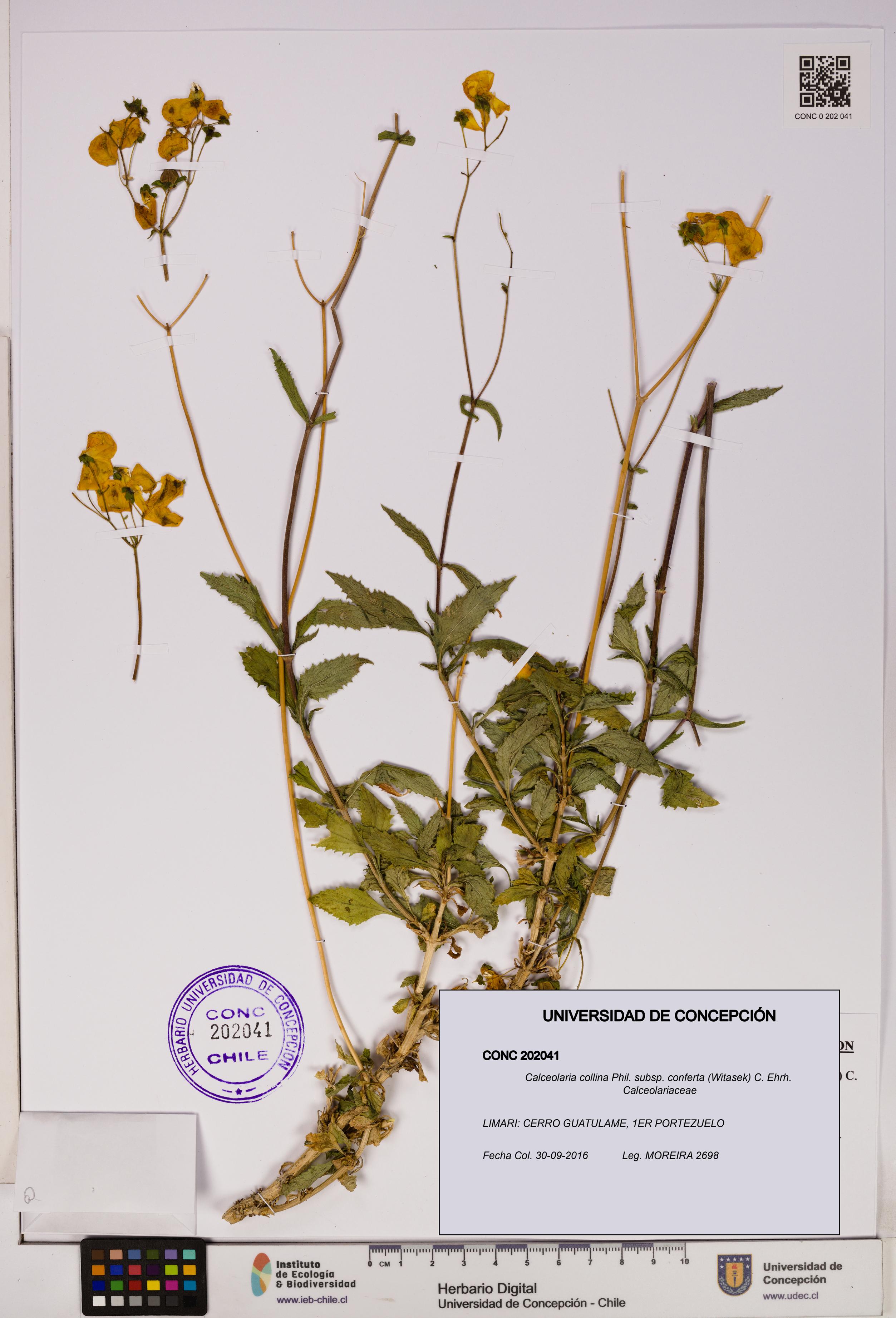 Calceolaria collina subsp. conferta [Espécimen: UDEC:CONC:0202041]