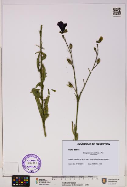 Salpiglossis sinuata [Espécimen: UDEC:CONC:0202043]