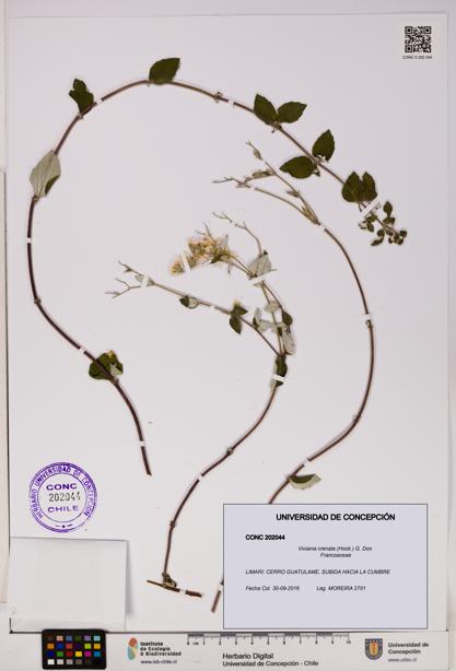 Viviania crenata [Espécimen: UDEC:CONC:0202044]