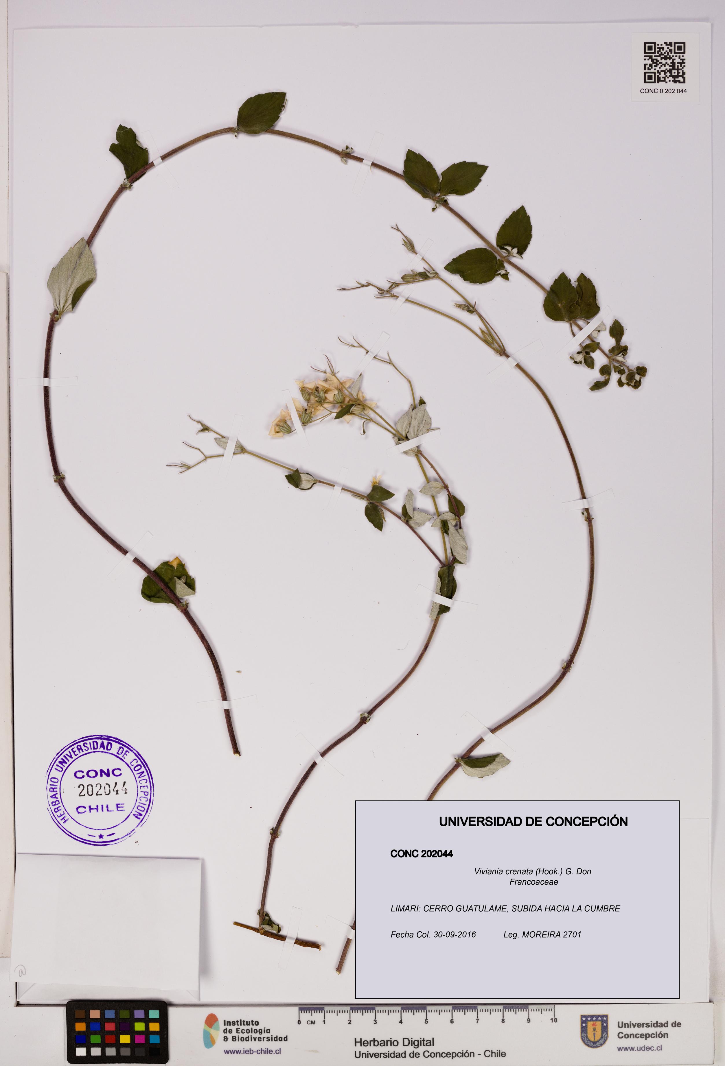 Viviania crenata [Espécimen: UDEC:CONC:0202044]