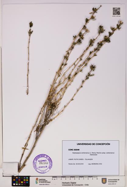 Haplopappus cerberoanus subsp. cerberoanus [Espécimen: UDEC:CONC:0202046]