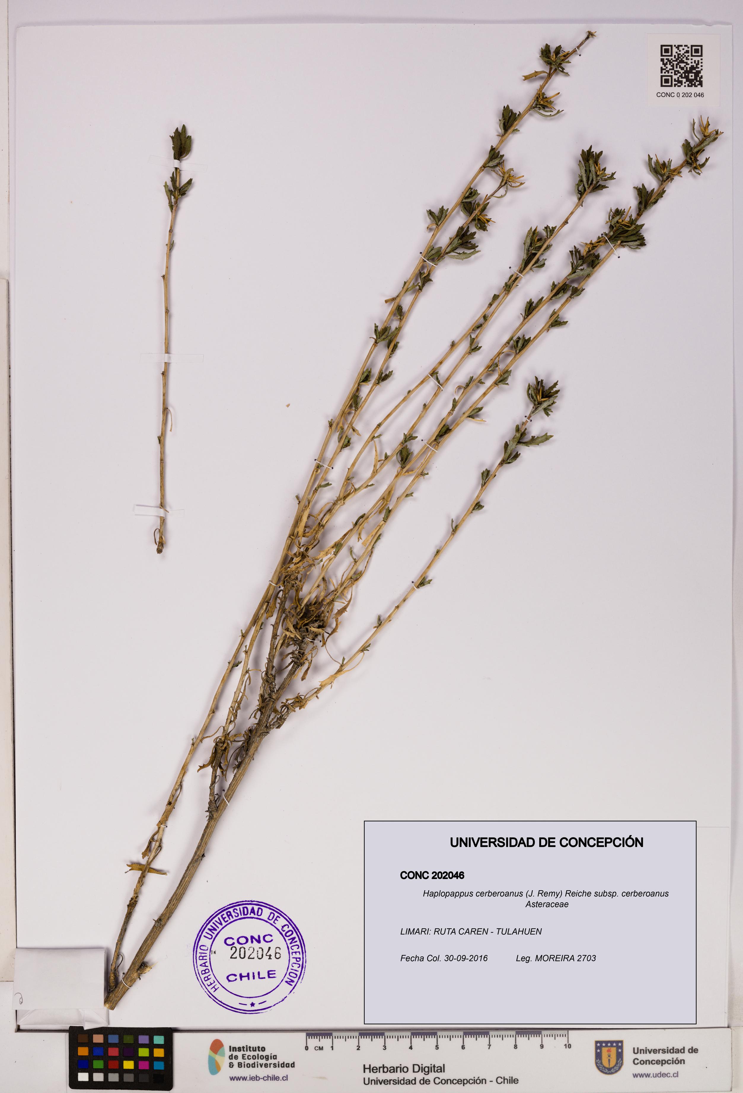 Haplopappus cerberoanus subsp. cerberoanus [Espécimen: UDEC:CONC:0202046]