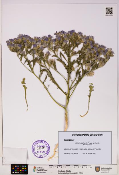 Malesherbia humilis var. humilis [Espécimen: UDEC:CONC:0202047]