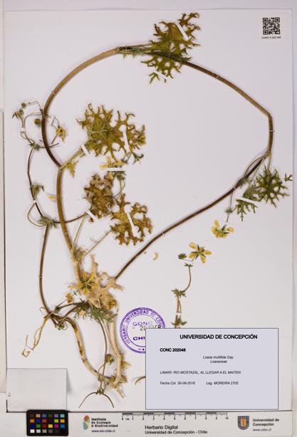 Loasa multifida [Espécimen: UDEC:CONC:0202048]