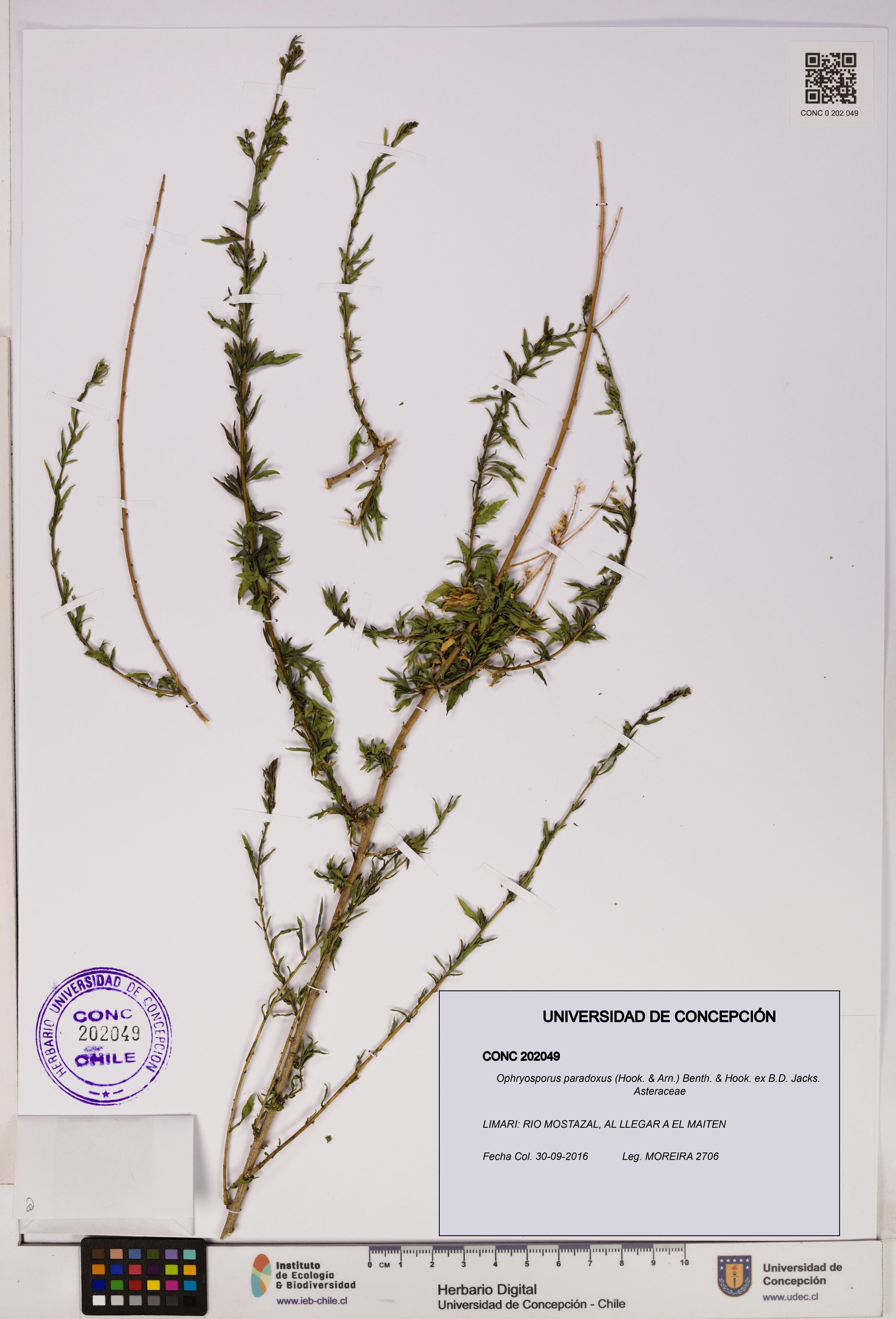 Ophryosporus paradoxus [Espécimen: UDEC:CONC:0202049]