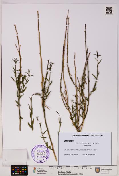 Baccharis salicifolia [Espécimen: UDEC:CONC:0202050]