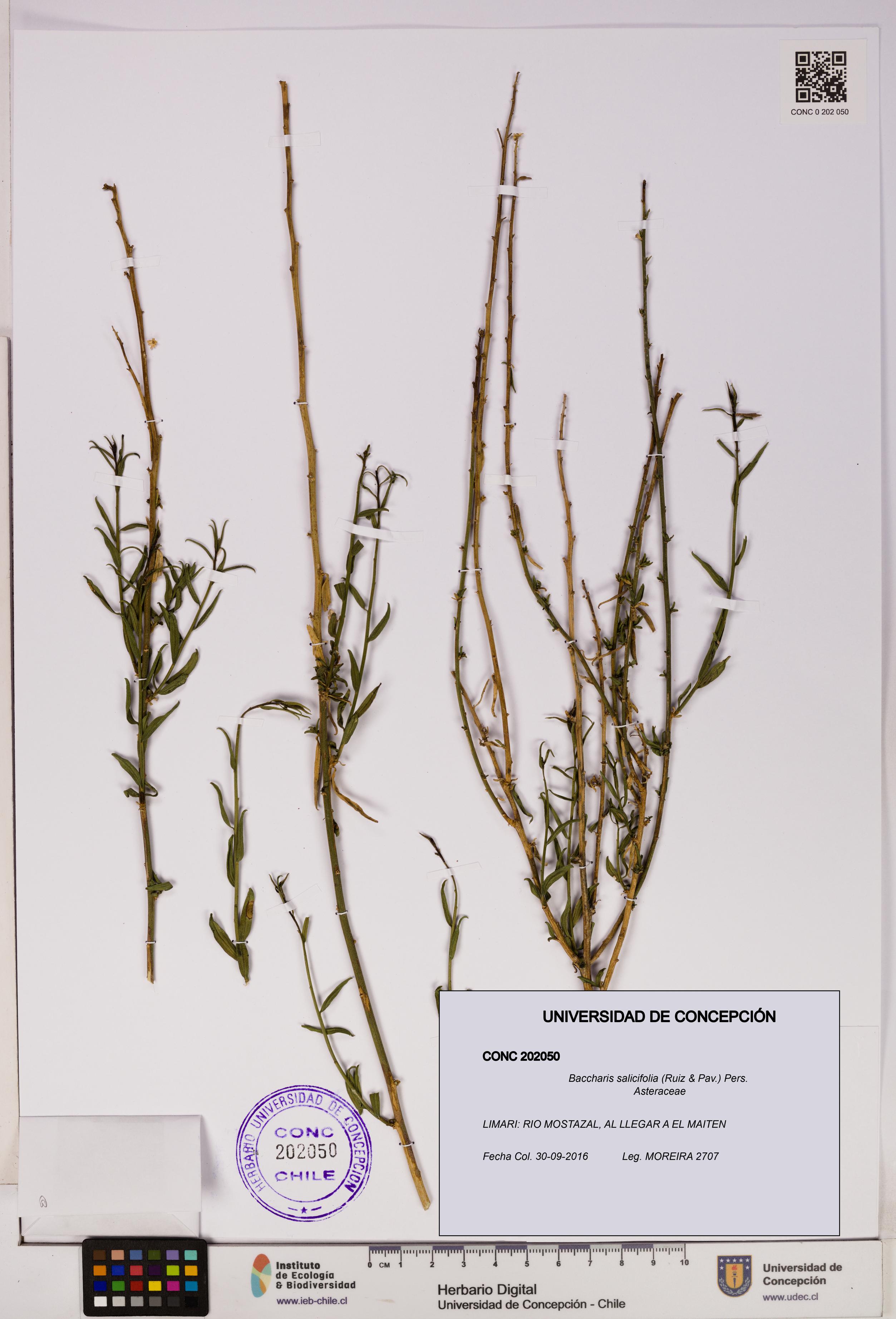 Baccharis salicifolia [Espécimen: UDEC:CONC:0202050]