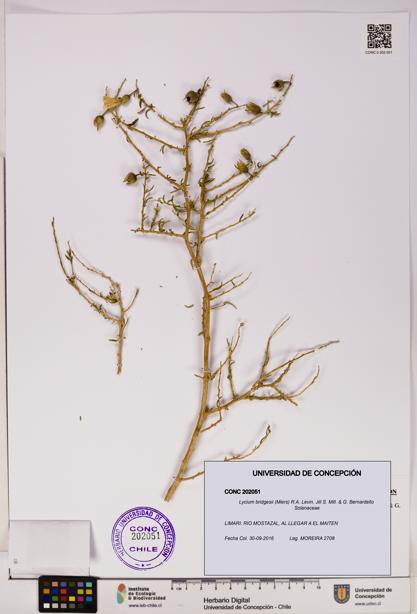 Lycium bridgesii [Espécimen: UDEC:CONC:0202051]