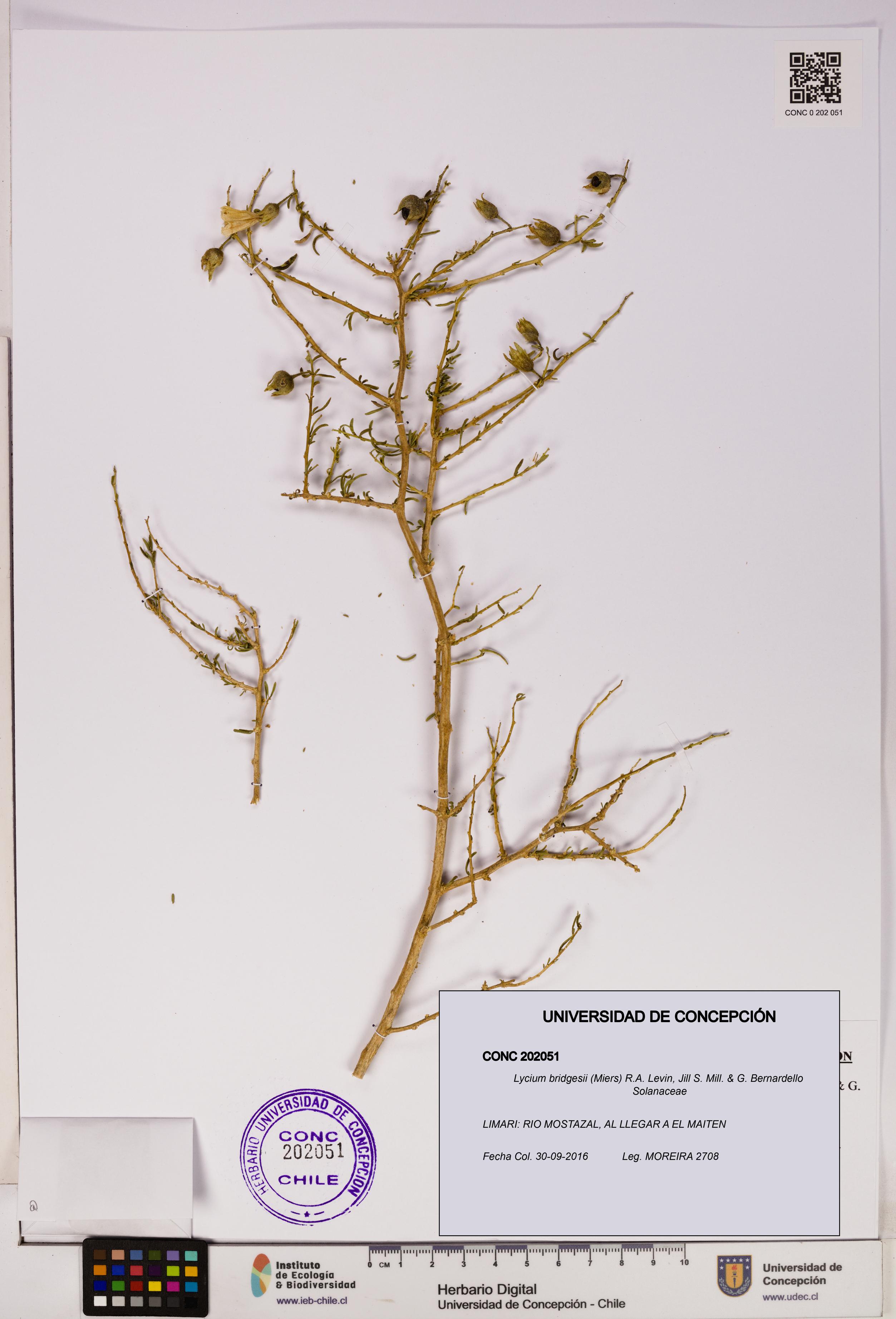 Lycium bridgesii [Espécimen: UDEC:CONC:0202051]