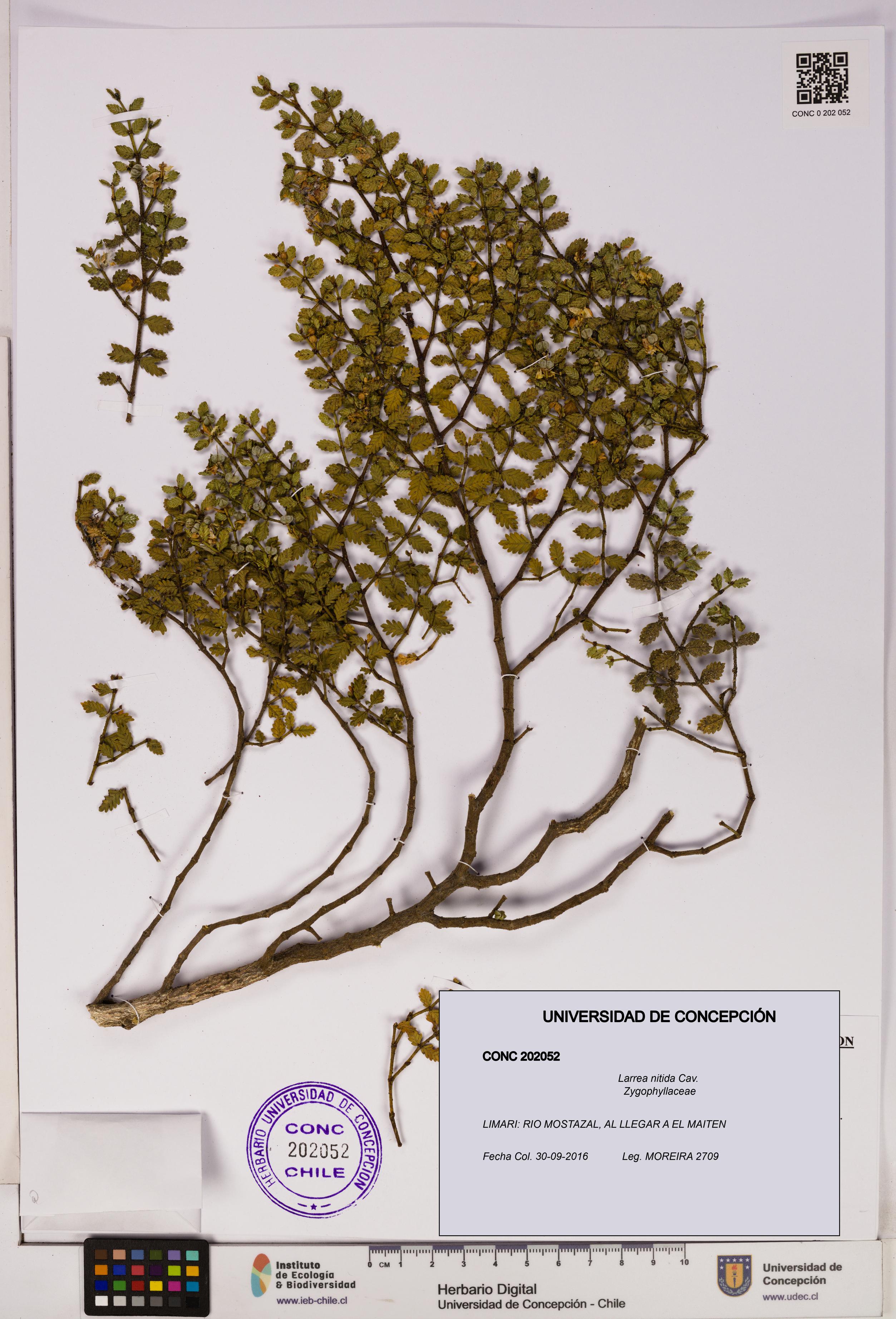 Larrea nitida [Espécimen: UDEC:CONC:0202052]