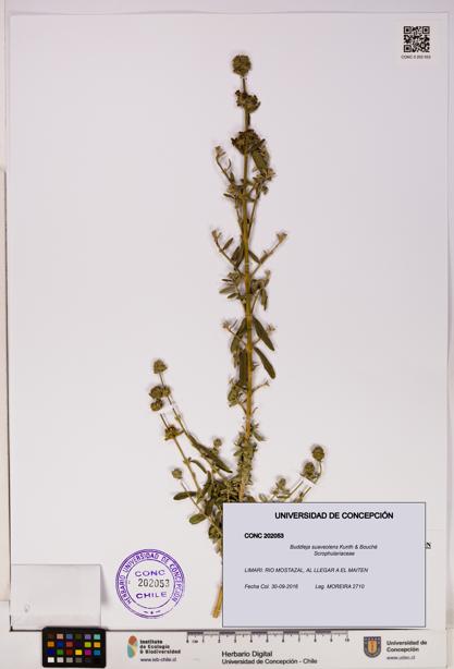 Buddleja suaveolens [Espécimen: UDEC:CONC:0202053]