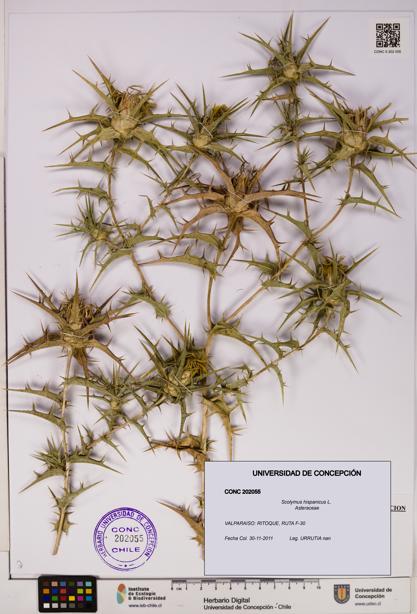 Scolymus hispanicus [Espécimen: ]