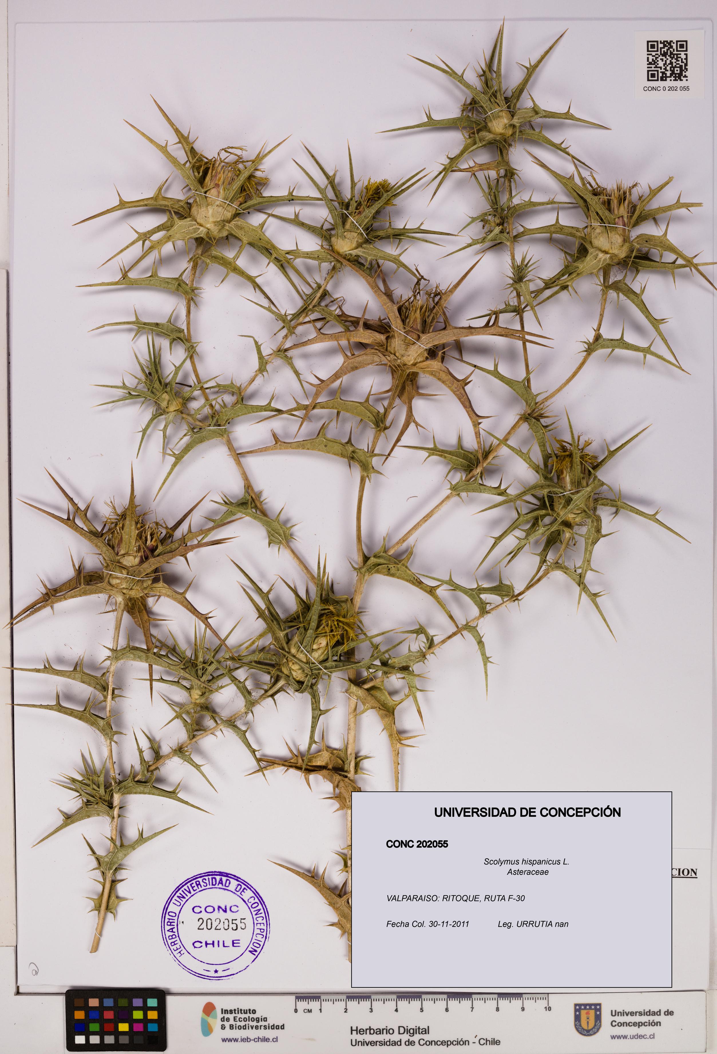 Scolymus hispanicus [Espécimen: ]