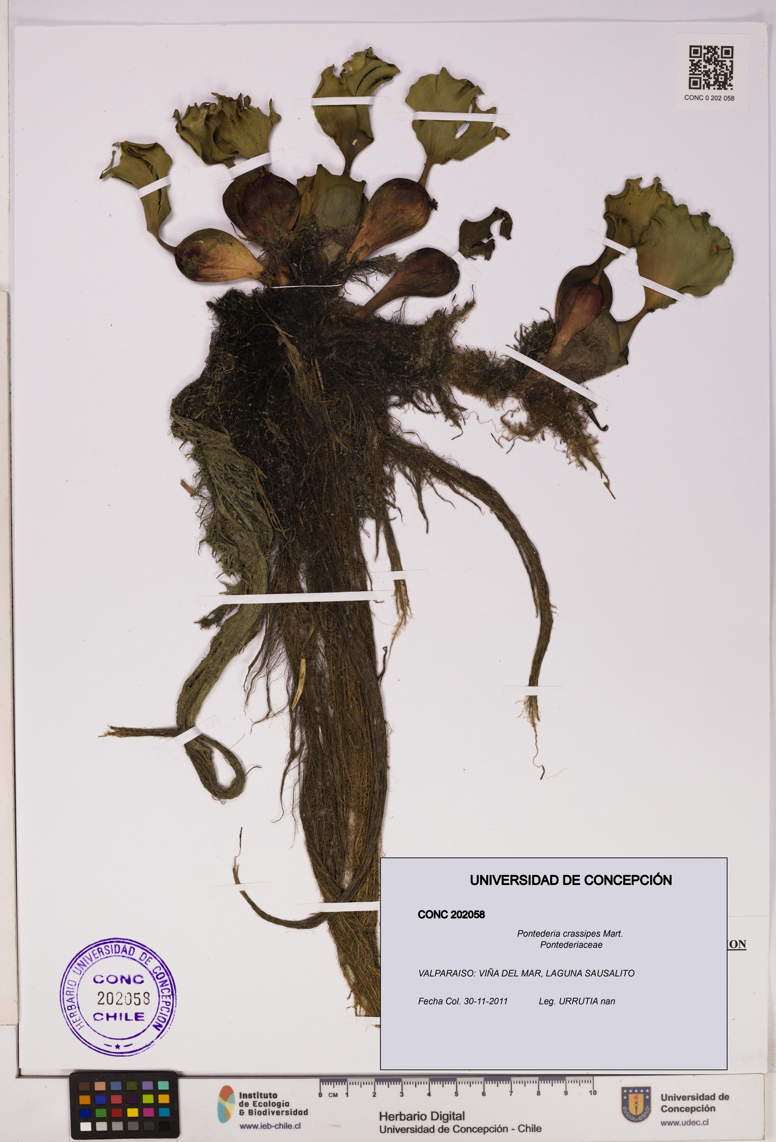 Pontederia crassipes [Espécimen: UDEC:CONC:0202058]