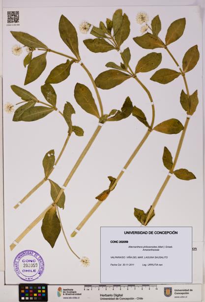 Alternanthera philoxeroides [Espécimen: UDEC:CONC:0202059]