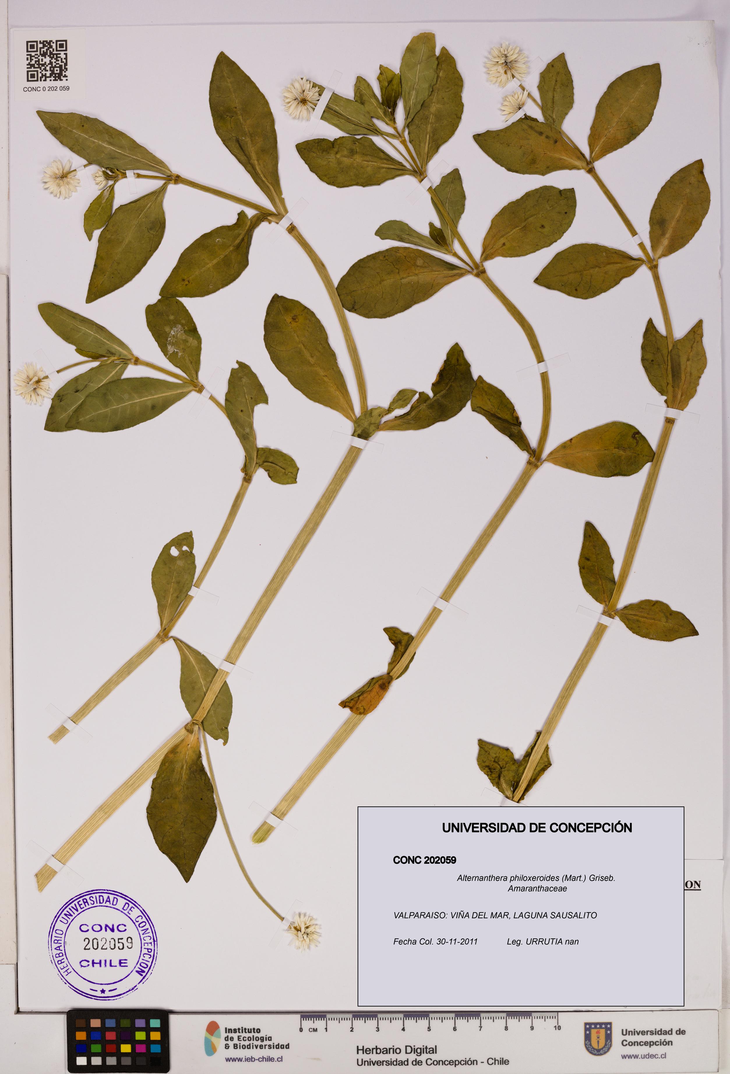 Alternanthera philoxeroides [Espécimen: UDEC:CONC:0202059]