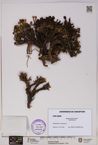 Stangea paulae [Espécimen: UDEC:CONC:0202060]