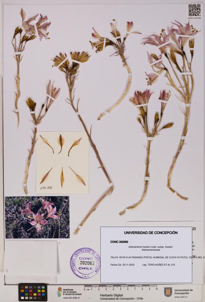 Alstroemeria hookeri [Espécimen: UDEC:CONC:0202062]