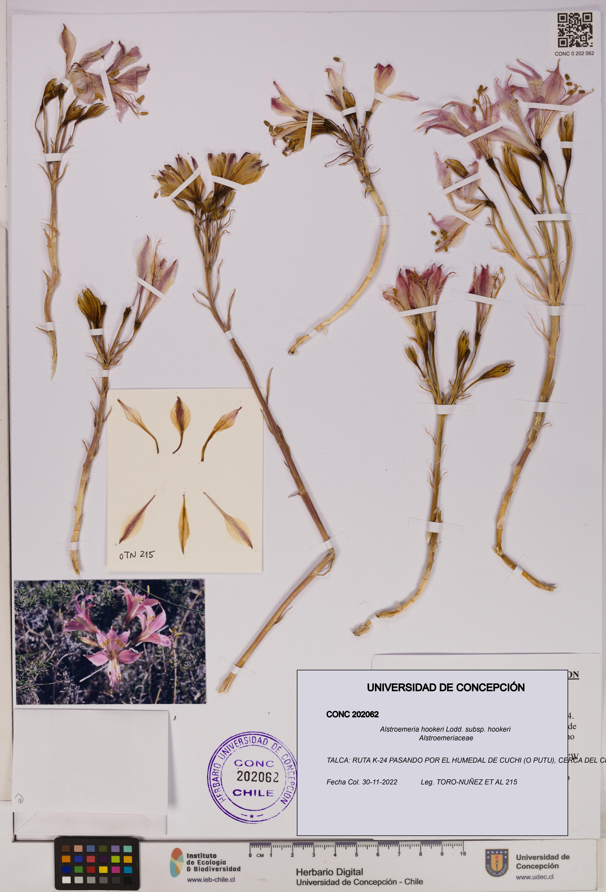Alstroemeria hookeri [Espécimen: UDEC:CONC:0202062]