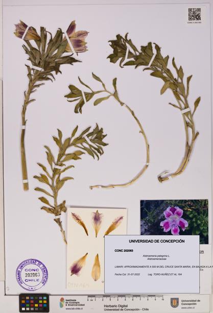 Alstroemeria pelegrina [Espécimen: UDEC:CONC:0202063]