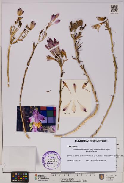 Alstroemeria pulchra subsp. lavandulacea [Espécimen: UDEC:CONC:0202064]