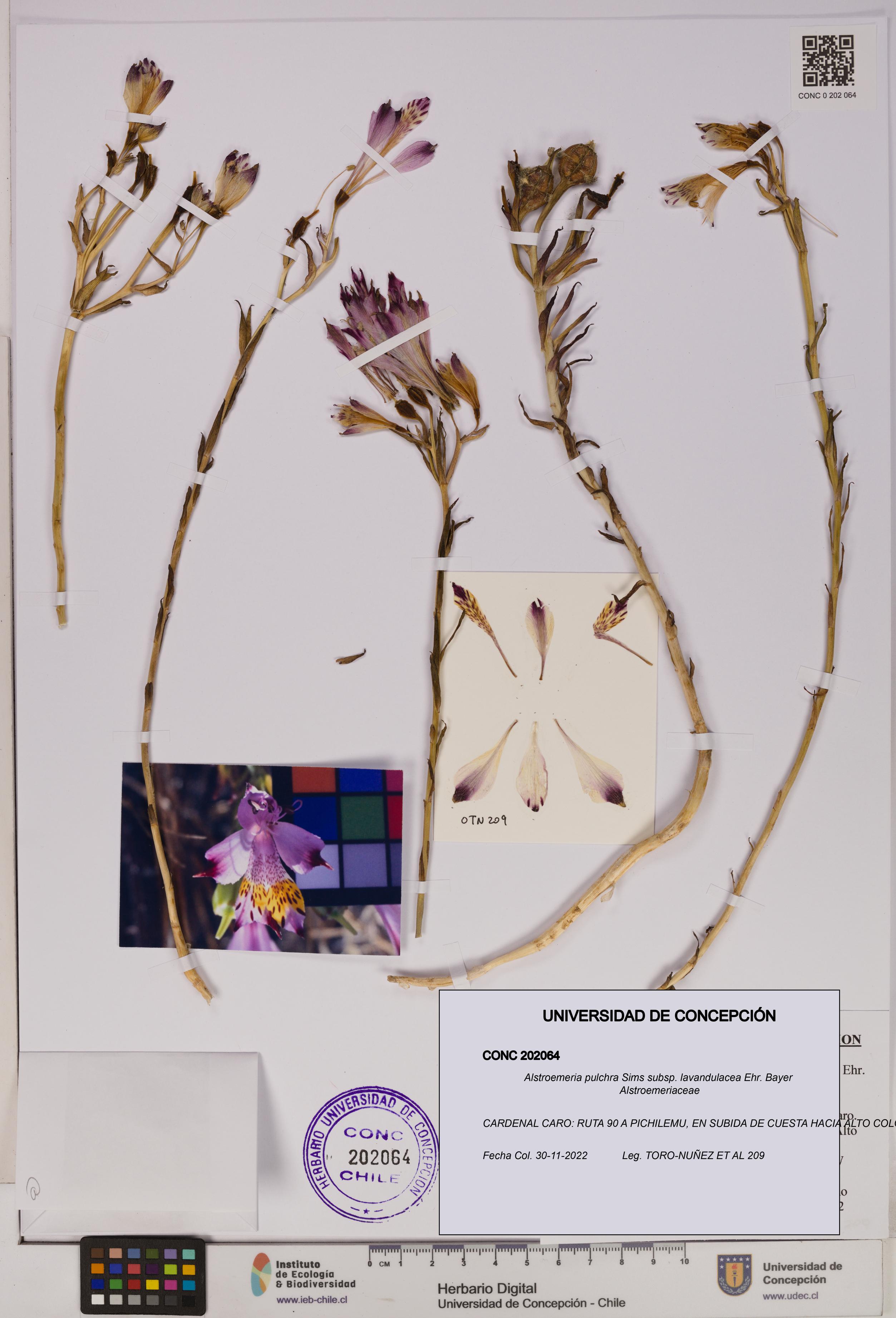 Alstroemeria pulchra subsp. lavandulacea [Espécimen: UDEC:CONC:0202064]