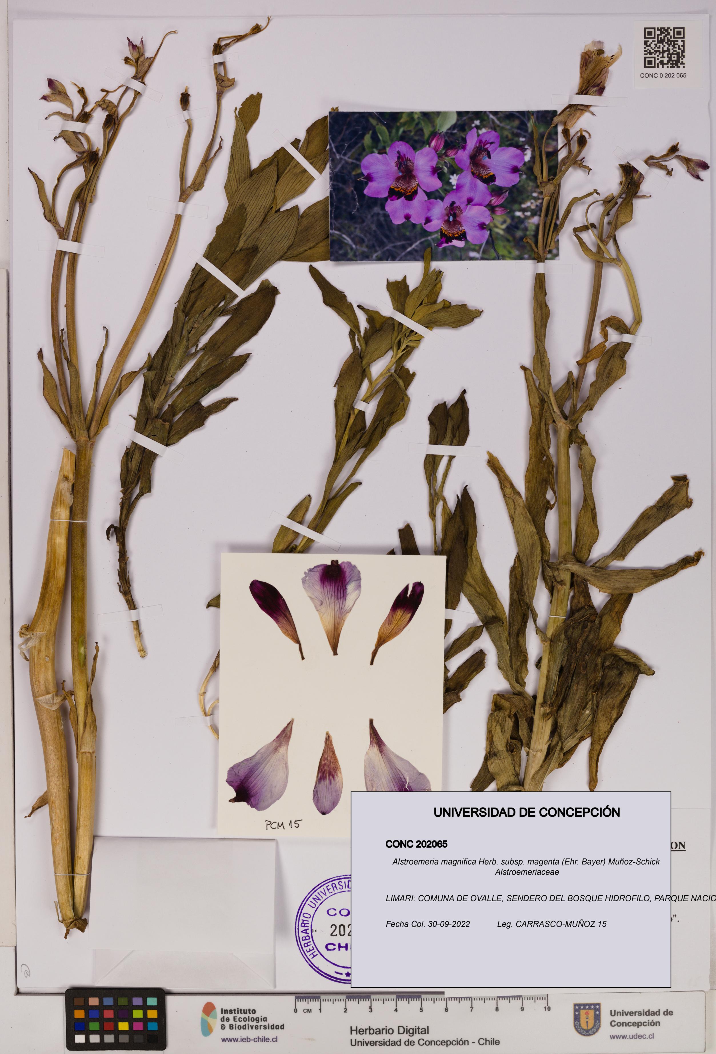 Alstroemeria magnifica subsp. magenta [Espécimen: UDEC:CONC:0202065]