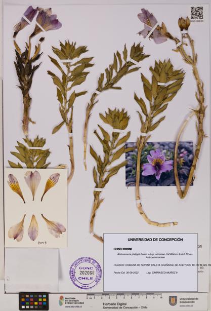 Alstroemeria philippii subsp. adrianae [Espécimen: UDEC:CONC:0202066]