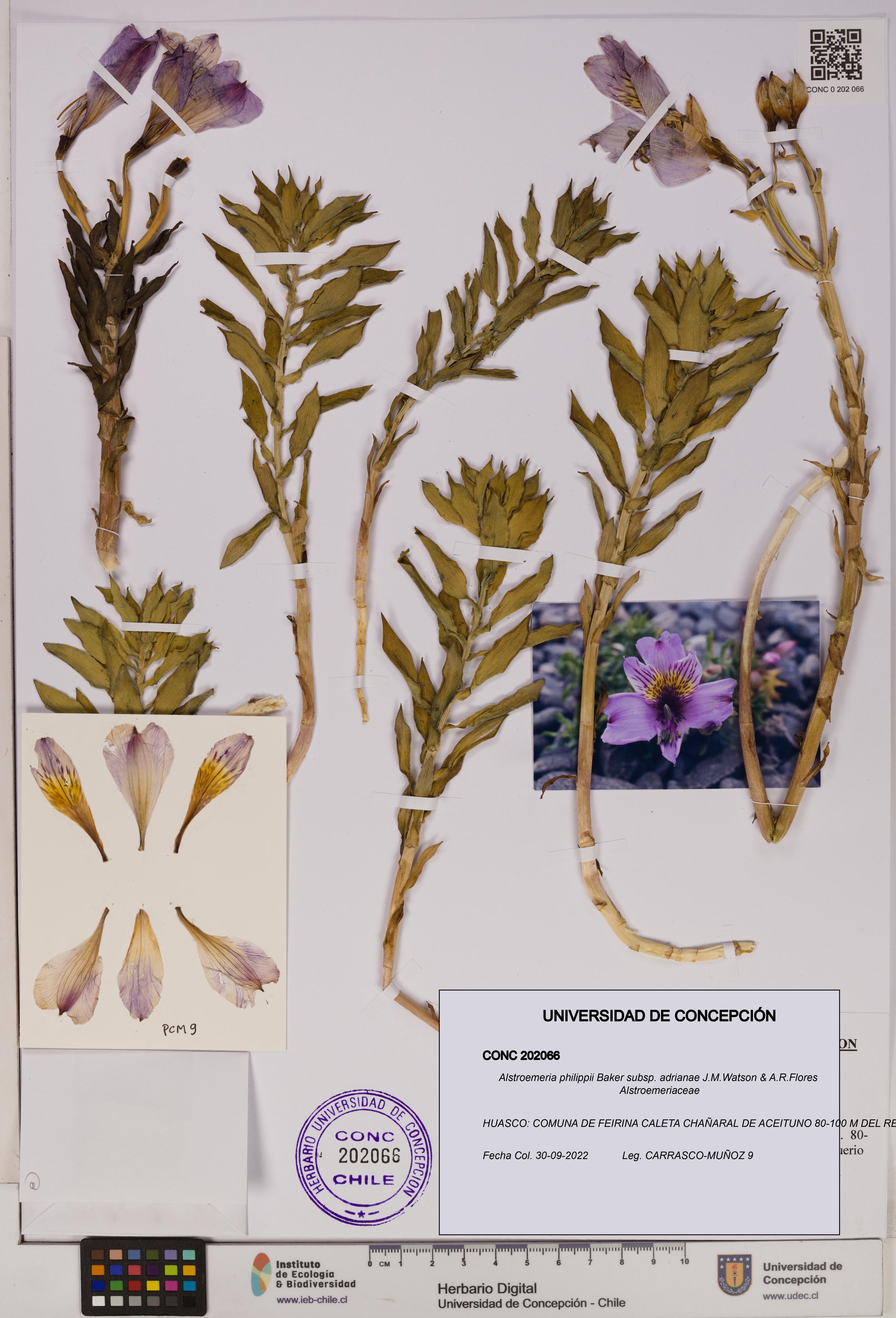 Alstroemeria philippii subsp. adrianae [Espécimen: UDEC:CONC:0202066]