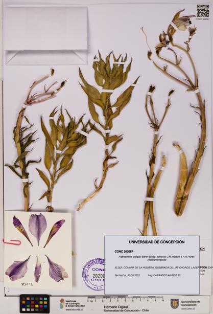 Alstroemeria philippii subsp. adrianae [Espécimen: UDEC:CONC:0202067]